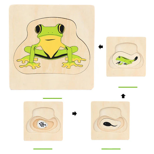 Montessori Wooden Development of Frog